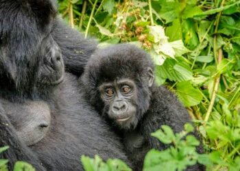 Journée mondiale des espèces menacées : Le gorille, sentinelle de l’humanité