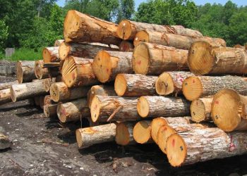 🇬🇳Filière bois : Vers une exploitation artisanale encadrée et responsable