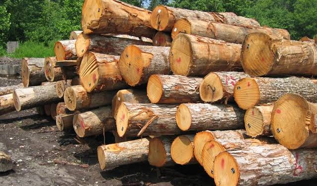🇬🇳Filière bois : Vers une exploitation artisanale encadrée et responsable