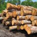 🇬🇳Filière bois : Vers une exploitation artisanale encadrée et responsable
