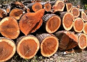 Guinée – Campagne forestière 2025-2026 : Le Ministère de l’Environnement donne le feu vert à la reprise des activités de coupe et de transport de bois