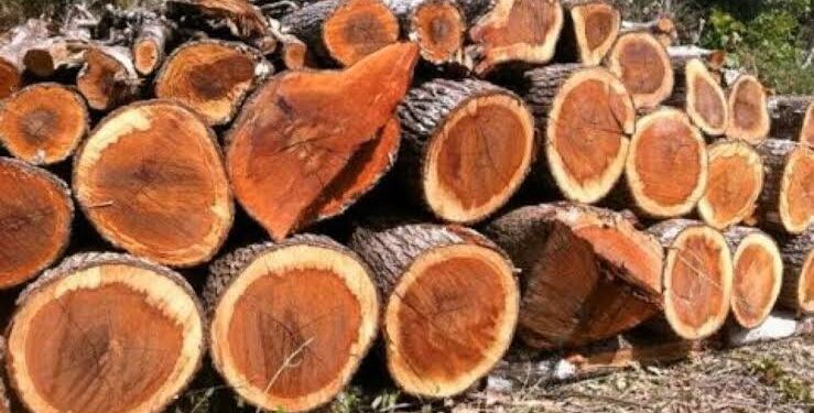 Guinée – Campagne forestière 2025-2026 : Le Ministère de l’Environnement donne le feu vert à la reprise des activités de coupe et de transport de bois