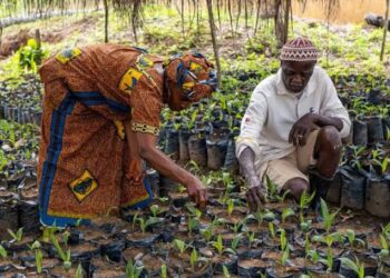 Guinée : L’OGUIB au cœur de la valorisation durable des produits forestiers
