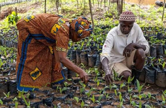 Guinée : L’OGUIB au cœur de la valorisation durable des produits forestiers