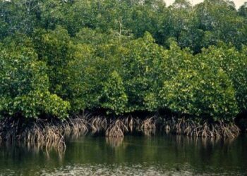 Guinée / Renforcement de la Protection des Mangroves : 15 motos remises à l’équipe du projet PROMAK