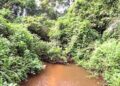 🇬🇳Beyla : La Forêt du Pic de Fon, un patrimoine à préserver