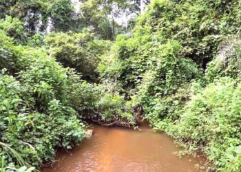 🇬🇳Beyla : La Forêt du Pic de Fon, un patrimoine à préserver