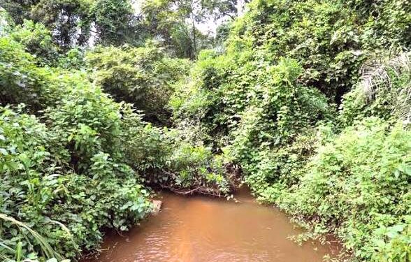 🇬🇳Beyla : La Forêt du Pic de Fon, un patrimoine à préserver