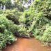 🇬🇳Beyla : La Forêt du Pic de Fon, un patrimoine à préserver