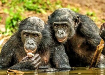 🇬🇳Journée mondiale du chimpanzé : Un appel à la préservation de notre patrimoine naturel