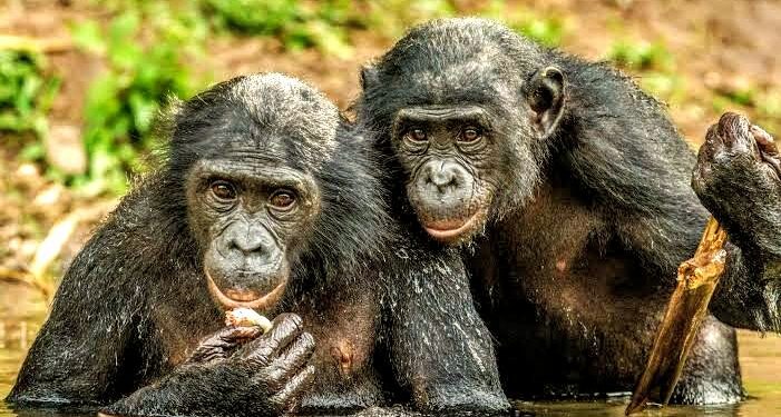 🇬🇳Journée mondiale du chimpanzé : Un appel à la préservation de notre patrimoine naturel