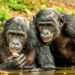 🇬🇳Journée mondiale du chimpanzé : Un appel à la préservation de notre patrimoine naturel