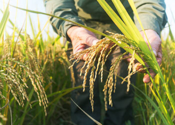 Guinée/Élaboration du Plan d&rsquo;investissements pour la filière riz : Vers un partenariat avec la CEDEAO