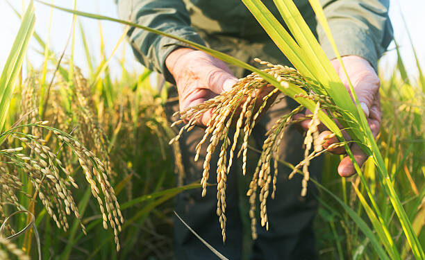 Guinée/Élaboration du Plan d&rsquo;investissements pour la filière riz : Vers un partenariat avec la CEDEAO