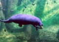 🇬🇳Le lamantin, sentinelle des écosystèmes aquatiques