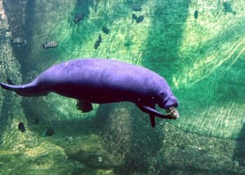 🇬🇳Le lamantin, sentinelle des écosystèmes aquatiques