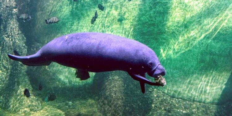 🇬🇳Le lamantin, sentinelle des écosystèmes aquatiques