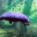 🇬🇳Le lamantin, sentinelle des écosystèmes aquatiques