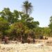 🇬🇳Kaloum accueille la Guinée écologique : La FOTEC lance sa première édition